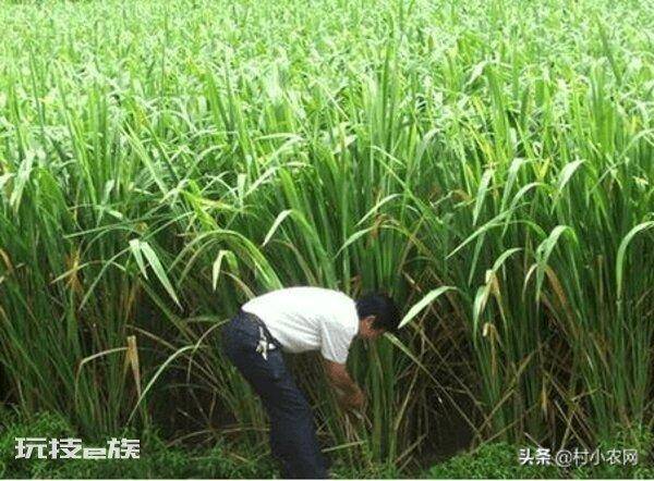 茭白在农村叫什么名字(茭白的特点以及高产的栽培技术)-图片5